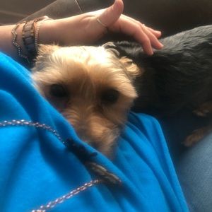 Meet your Posher, Windy